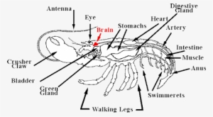 Brain Of A Lobster