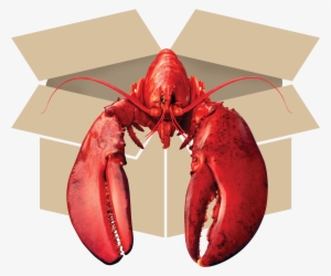Questions Call - American Lobster