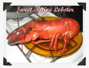 Sweet Maine Lobster - Cooked Lobster