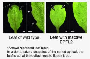 Leaf Teeth