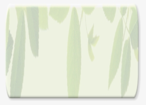 Native And Carolinian - Tree