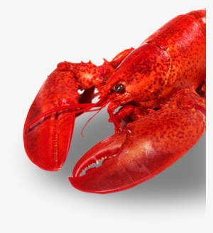 Image Description - Lobster
