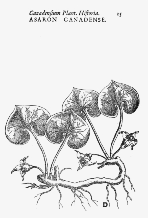 Canadian Wild Ginger