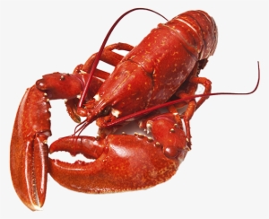 Crustaceans Lobster