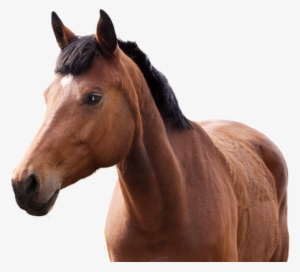 Love Your Horse - Kentucky