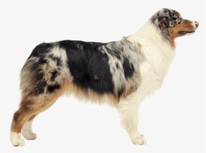 Appearance Of Australian Shepherd - Australian Shepherd Png