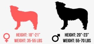 Australian Shepherd - Border Collie Clip Art