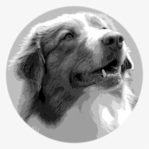 Green Valley Australian Shepherds Logo - Dog - 1841x1846 PNG Download ...