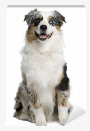 Australian Shepherd Dog, 9 Months Old, Sitting Wall - Cane Razza Pastore Australiano