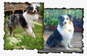 Picture - Miniature American Shepherd