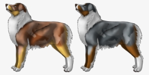 Australian Shepherd - Bernese Mountain Dog