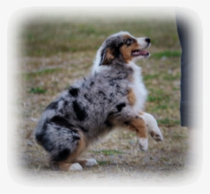 Blue Merle Cede X Quest Daughter - Australian Shepherd
