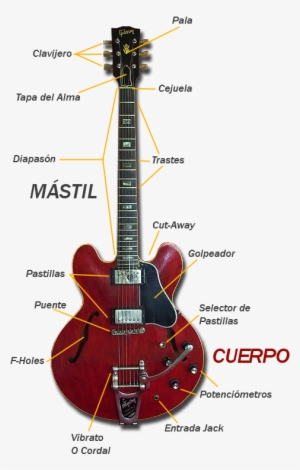 Partes De La Guitarra Eléctrica - Partes De Guitarra Jazz