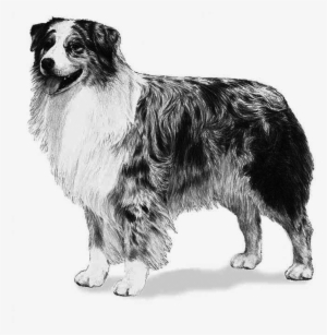 Australian Shepherd Dog Custom Photo Charm