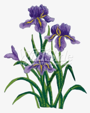 Purple Iris - Transparent Flower Side