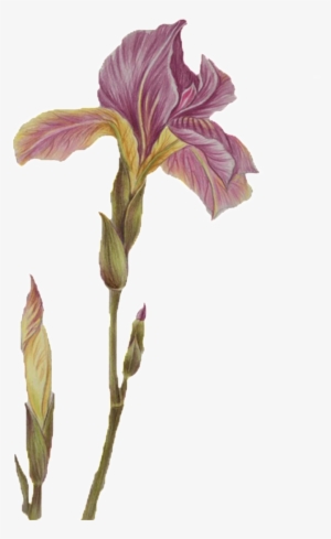 Classical Purple Flower Element - Portable Network Graphics