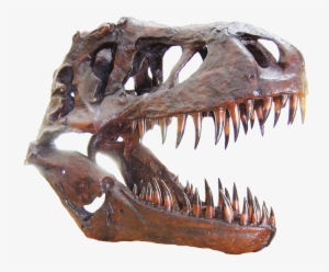 If You Are Interested In A Corporate Sponsorship, Please - Tyrannosaurus