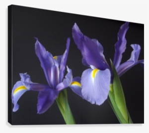 Iris Duo Canvas Print - Orris Root