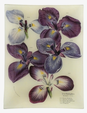 Iris Kaempferi - Iris Versicolor