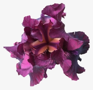 Iris Nature Purple Flower Exlineiris Beautiful Irisflow - Iris
