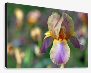 Baditude Iris Canvas Print - Iris Versicolor
