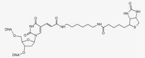 Label For Binding Oligos To Streptavidin - Biotin