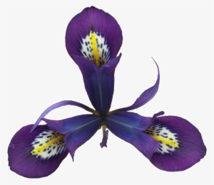Png, Regalm - Pansy