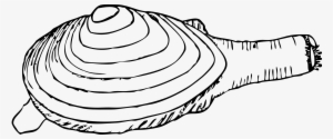 Pearl Clipart Clamshell - Razor Clam Clipart