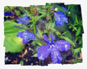 Choices Appear On Cloudy Horizon - Browallia Speciosa