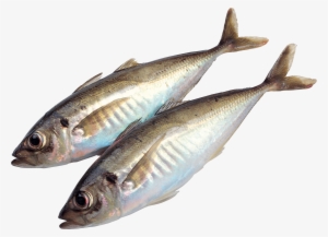 Fish Png