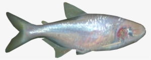Blind Cave Fish - European Bass