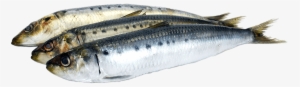 Source - Www - Docksidemarketandgrill - Com - Report - Oily Fish Png