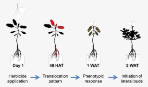 Attached Files - Graphic Design