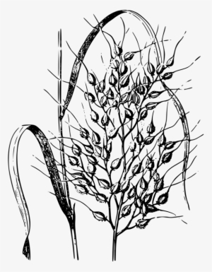 Wild Rice Cereal Drawing Common Wheat - Rice Plant Drawing Png