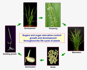 Fig - Control Mechanisms In Plants