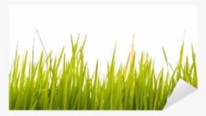 Grass