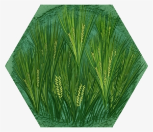 20 - Sweet Grass