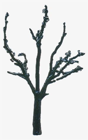 Tree After Siox - Tree Winter