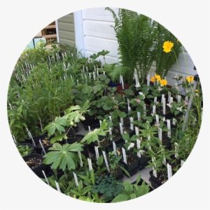 Plant Sale 9 Am 1 Pm - Yard