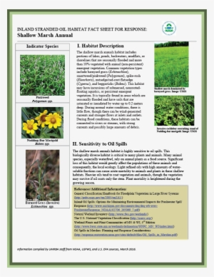 Download Pdf - Grass