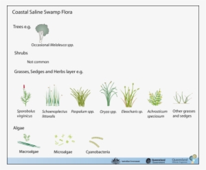 Coastal Saline Swamps Adjoin Or Merge With A Wide Range - Agave