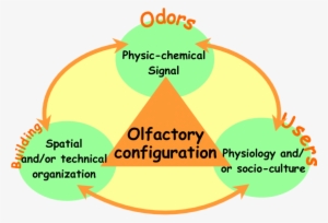 Principe Of An Olfactory Configuration - Olfaction