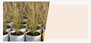 Section 2 Image - Grass