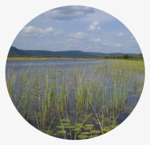 Looking Into Conroy Marsh From The Little Mississippi - Conroy Marsh