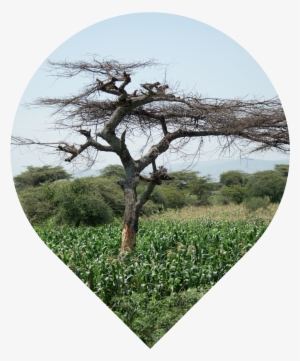 Great Rift Valley