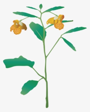 Ian Symbol Impatiens Capensis - Jewelweed Png