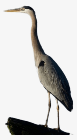 Great Blue Heron Full Size - Heron