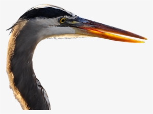 Click And Drag To Re-position The Image, If Desired - Great Blue Heron