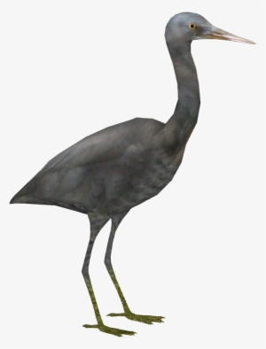 Pacific Reef Heron - Heron