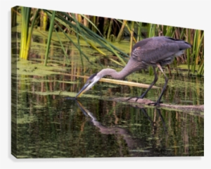 Great Blue Heron Taking A Sip Canvas Print - Great Blue Heron